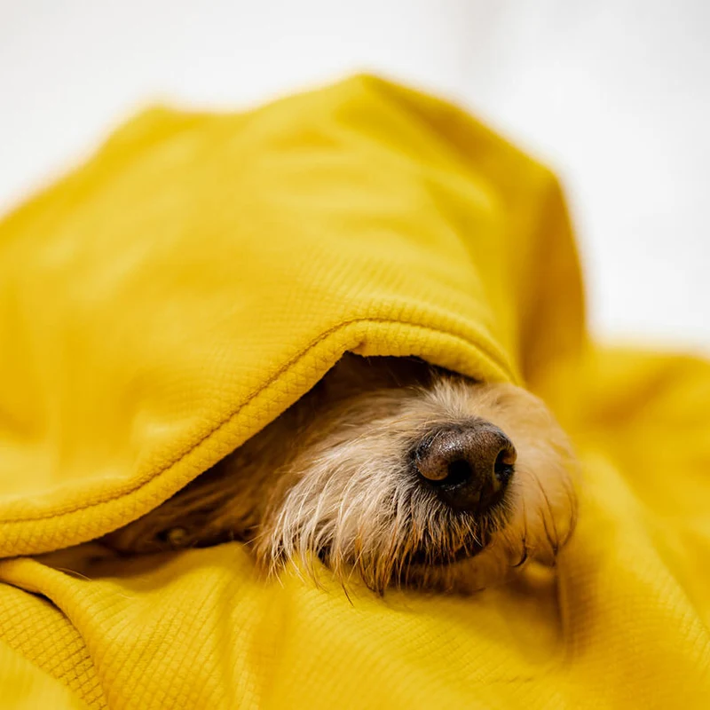 Hunde Gewichtsdecke